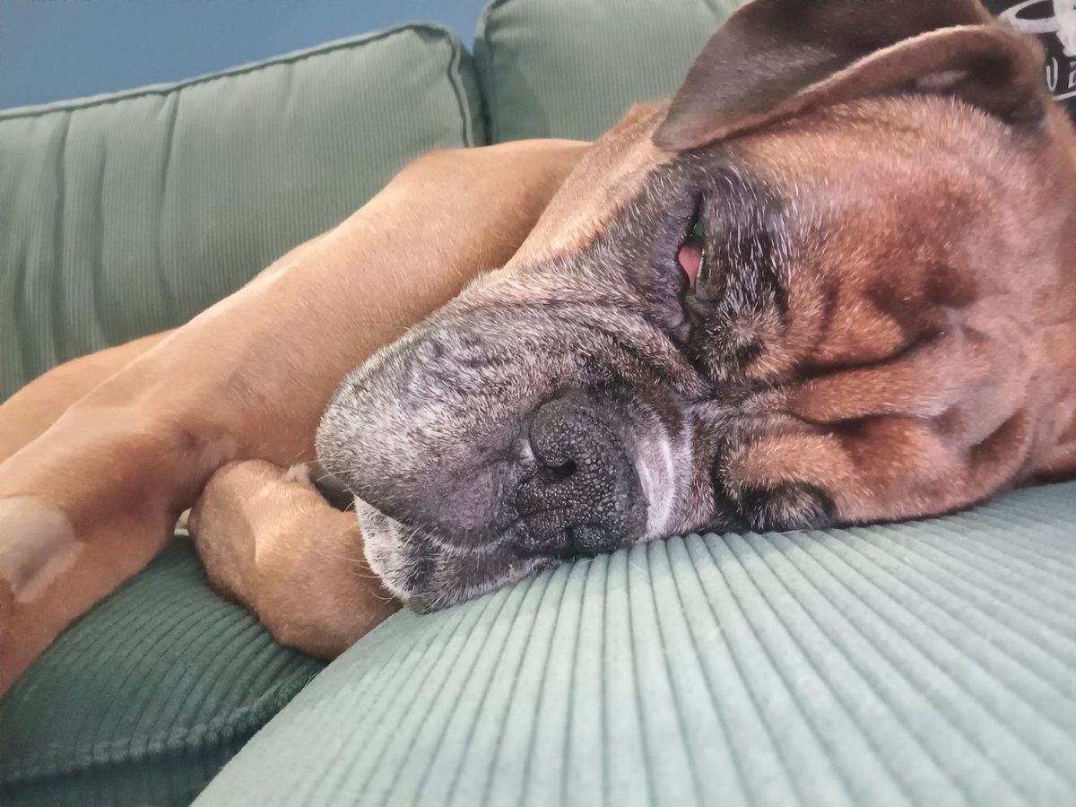 JanetBoxer's tweet image. #squishyface #boxer #boxerdogsuk