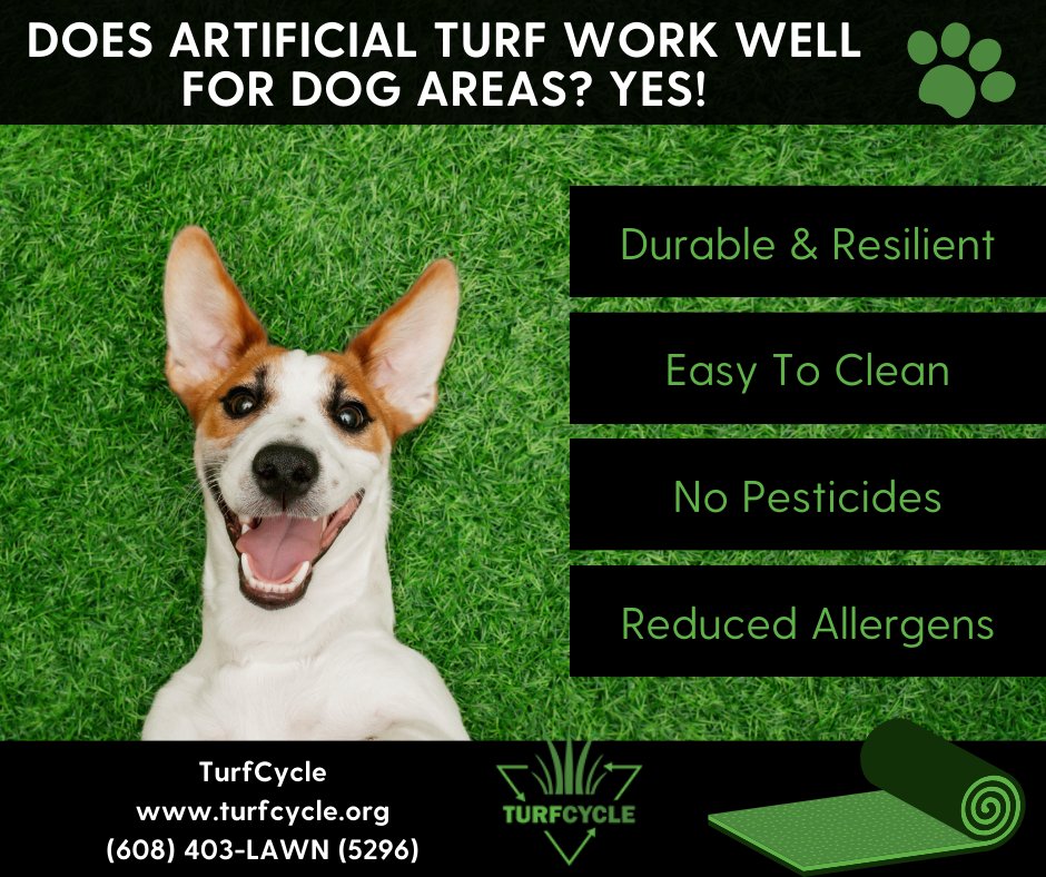 TurfCycle's tweet image. Turf is great for dog areas. Give us a call today and let us help with your next project. (608) 403- LAWN (5296) #doglover #dogoftheday #dogslife #dogsareawesome #dogsareamazing #welovedogs #animallover #calltoday #bestservice