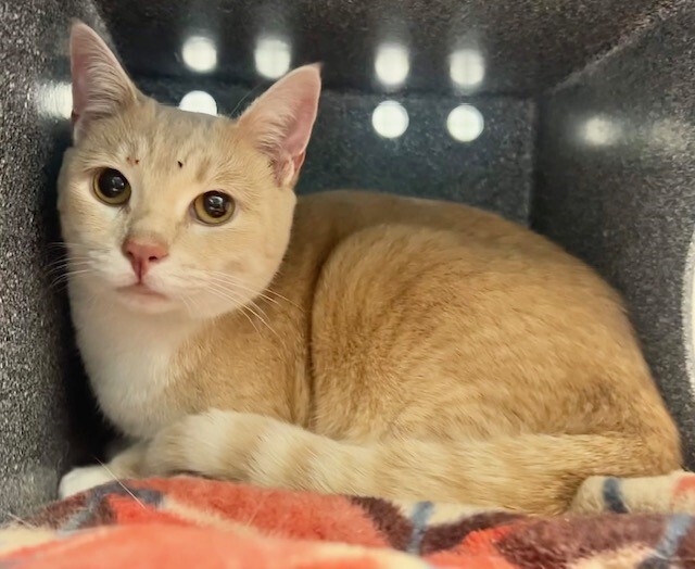 NYCDEATHROWCATS's tweet photo. THERE ARE 28 ANIMALS (10 CATS &amp;18 DOGS)  AT RISK FOR SATURDAY 10/14/23 DEADLINE IS NOON. PLEASE SHARE, FOSTER, ADOPT, TAG FRIENDS, POST TO SOCIAL MEDIA SITES, PLEDGE TO HELP SAVE THEIR LIVES. NEW PHOTOS https://t.co/Rt2PL8RaPy https://t.co/4xOgUJyUZG