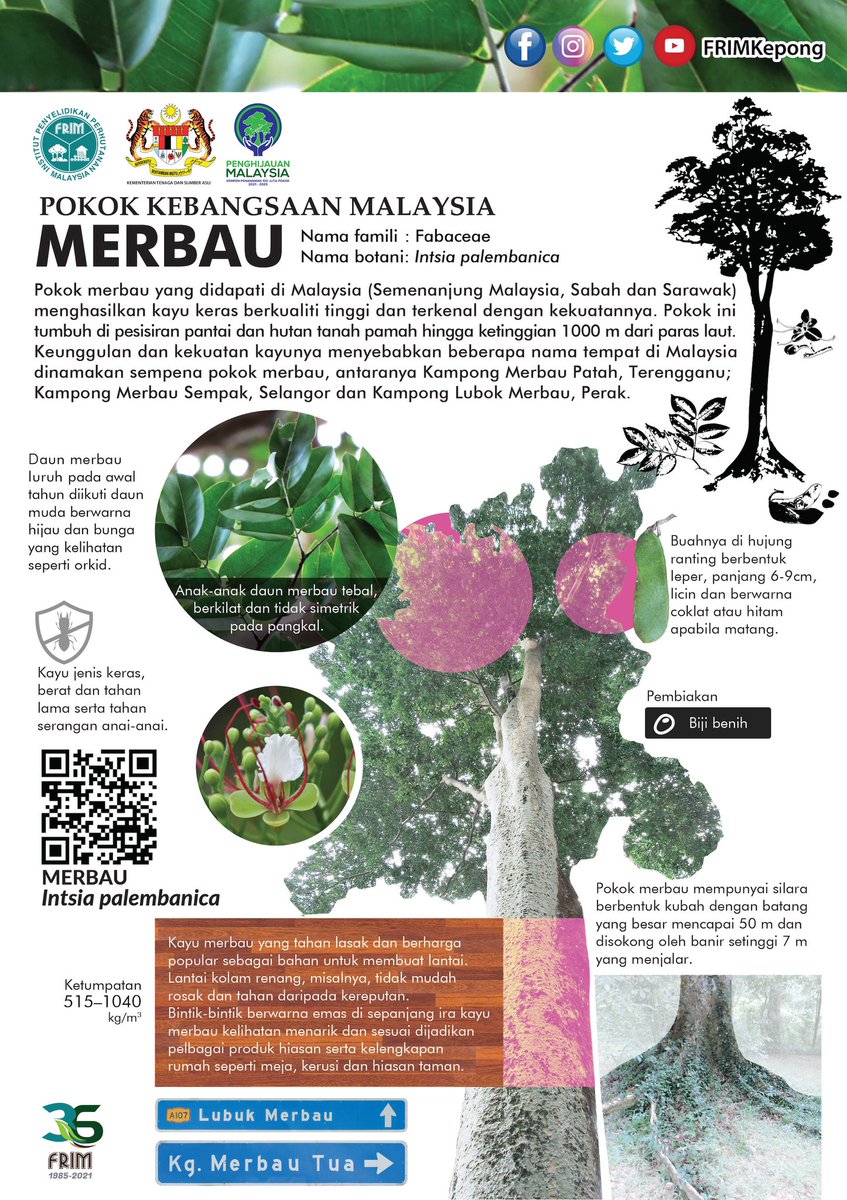 Pokok Kebangsaan Malaysia? Pokok Merbau. Diumumkan oleh @chedetofficial pada 2019. Saya share info berkenaan pokok ini. Terima kasih @Khairykj di atas perkongsian hari ini ☺️☺️ @FRIMKepong pinjam gambar tau!