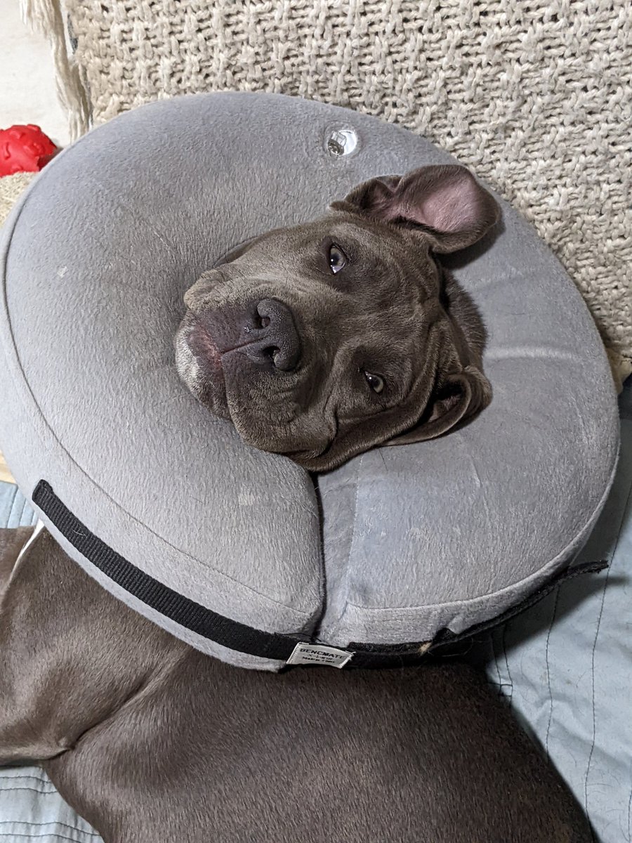 l_vgirl67's tweet photo. #ThrowbackThursday to whens I went to the dogtor as a young pup & came home wondering WTH happened to me!?!? #spayed #happydog #safepup π πΎ https://t.co/MLLHExNf3i