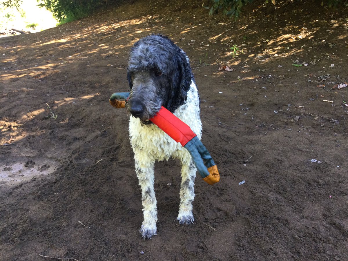 rocknsj's tweet photo. @PatMaguire10 Ok. This guy likes to kick some ass when he can. JK He’s a gentle giant! #MeetMaxx #NewfieDoodle https://t.co/3YbnJzjaK4