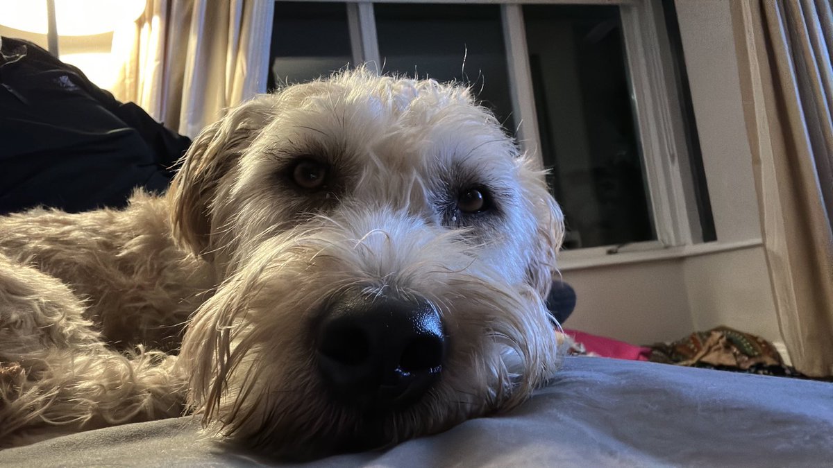 dublingrowndog's tweet photo. Guys!!!! I’m hanging out. And Sista Nishi is asking dad for more wine. #justrustythings #dublinggrowndog #dublin #dog #glenofimaal https://t.co/A5JnBA1zay