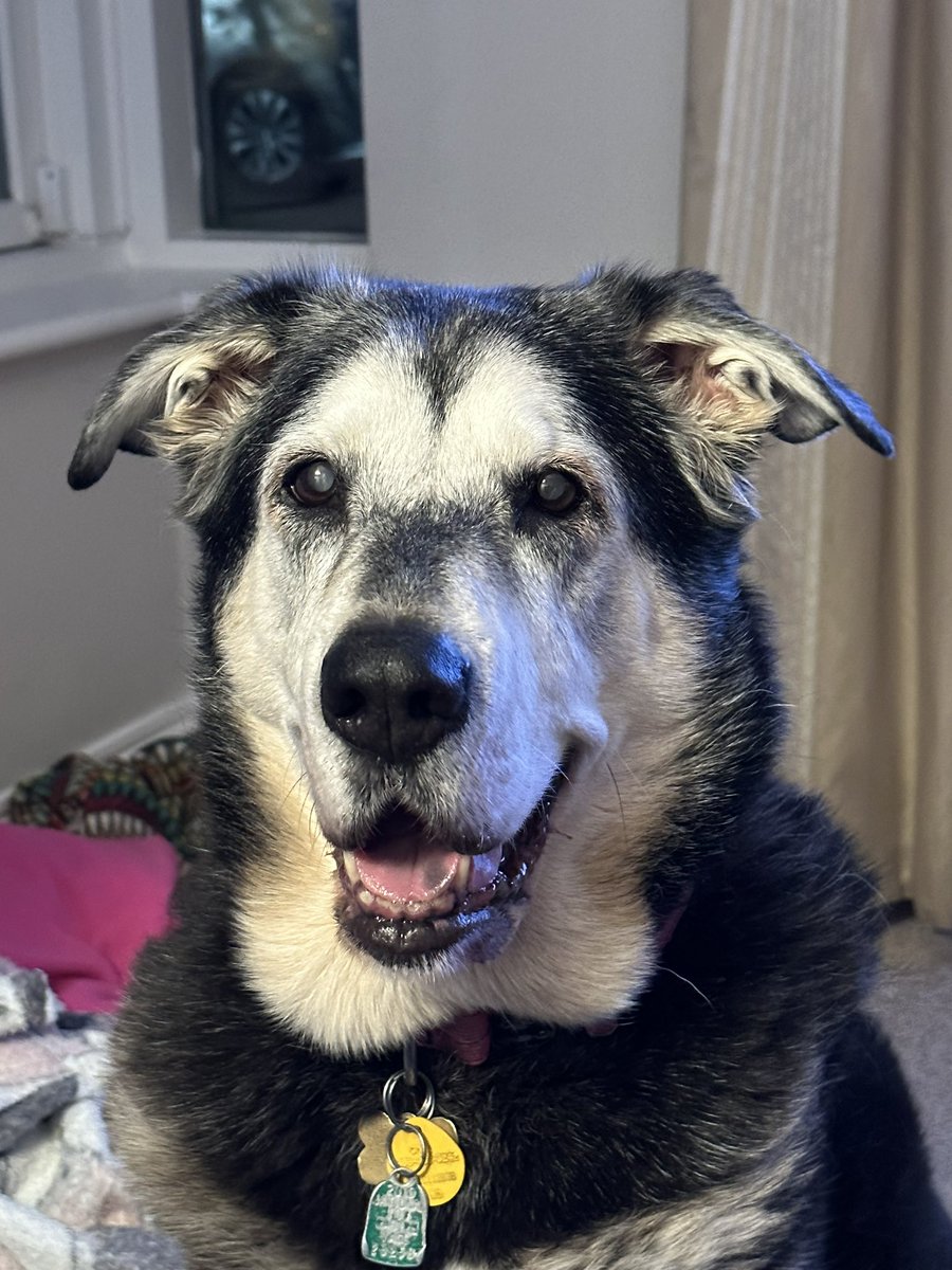 dublingrowndog's tweet photo. Guys!!!! I’m hanging out. And Sista Nishi is asking dad for more wine. #justrustythings #dublinggrowndog #dublin #dog #glenofimaal https://t.co/A5JnBA1zay