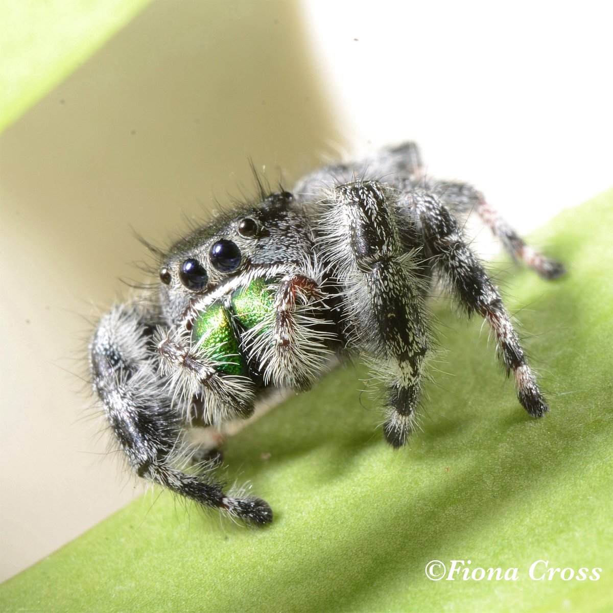 Fiona Cross tweet media