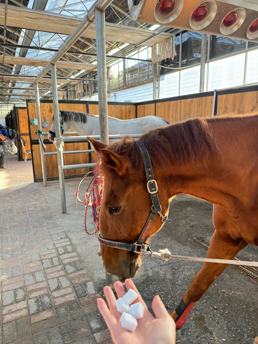 Horses all like to eat sweet things, let alone beautiful women.