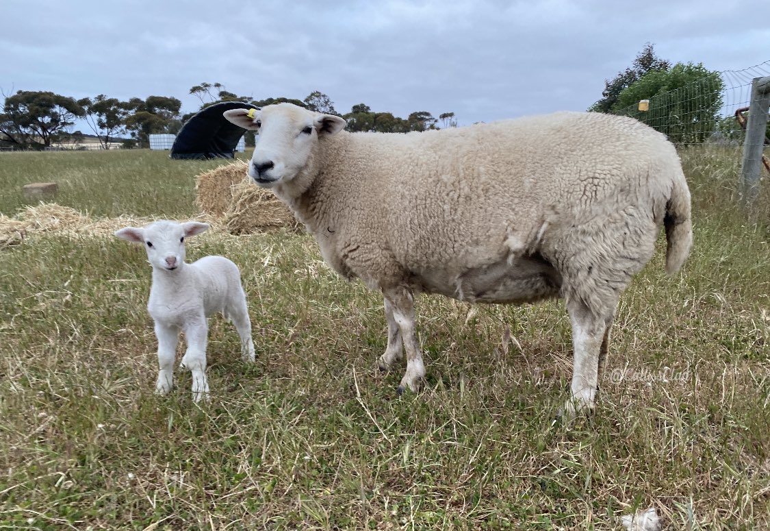 CallissClan's tweet photo. #June & little #Jim #JimSpam #JimBug #Lambies2023 https://t.co/usi5xJyt0v