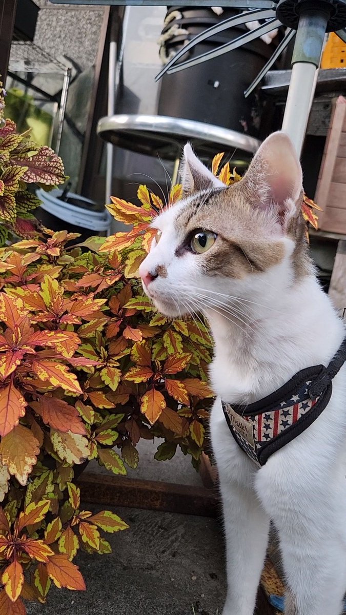 みあメダカ tweet media