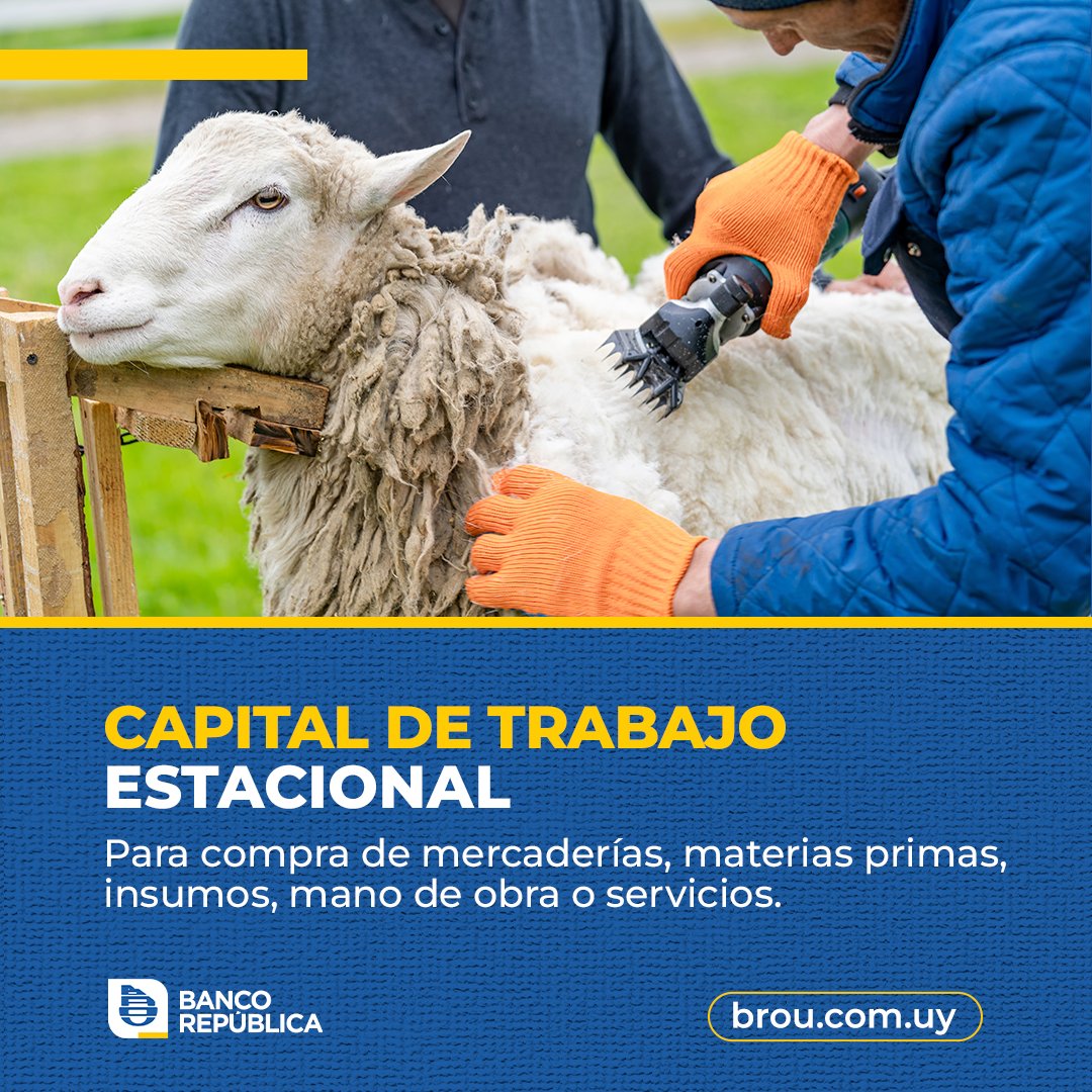 BROU_uy's tweet photo. Con Capital de Trabajo Estacional podés gestionar tu capital financiero para invertir en tu empresa agropecuaria.

Conocé toda la información en nuestra web.

¡Tu Banco potencia tu crecimiento!

*Sujeto a aprobación crediticia. https://t.co/k53CyqWdJg