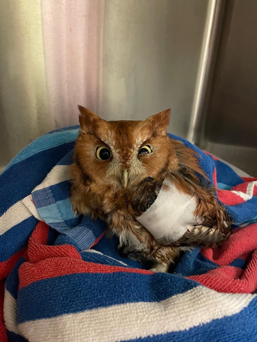 Barbed wire can be a huge threat to wildlife – especially birds of prey! This Eastern Screech Owl was our most recent barbed wire victim.

Feathers &amp; the patagium (the skin between the wrist &amp; shoulder that allows the wings to extend) are easily caught up in this wire.