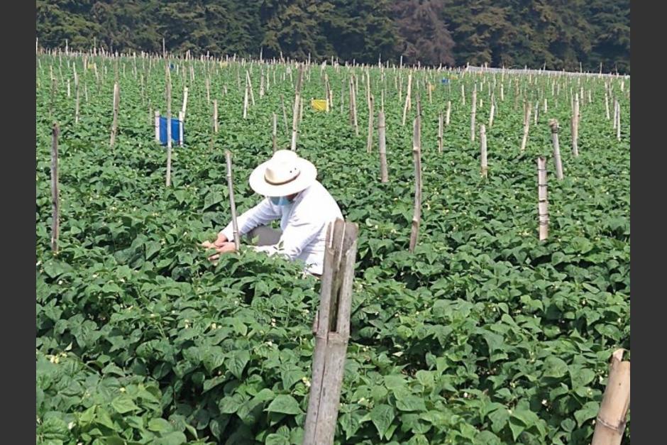 soy_502's tweet image. 📉 PRODUCTORES | Agexport: "Pérdidas millonarias y cosechas tiradas, el impacto de los bloqueos"

bit.ly/3M3ymjt