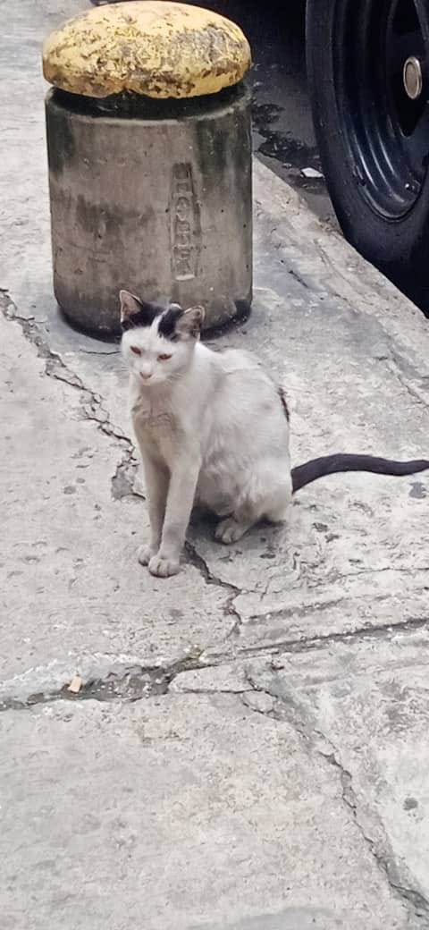 PerroUsuario's tweet photo. Está minina está embarazada y parece que le falta poco, se necesita un hogar temporal para ella y sus crías que vienen en camino. Si alguien puede acogerla mientras da a luz y se pueda esterilizar después comunicarse al 04261989517. Chacao https://t.co/RTD4KxkOQD