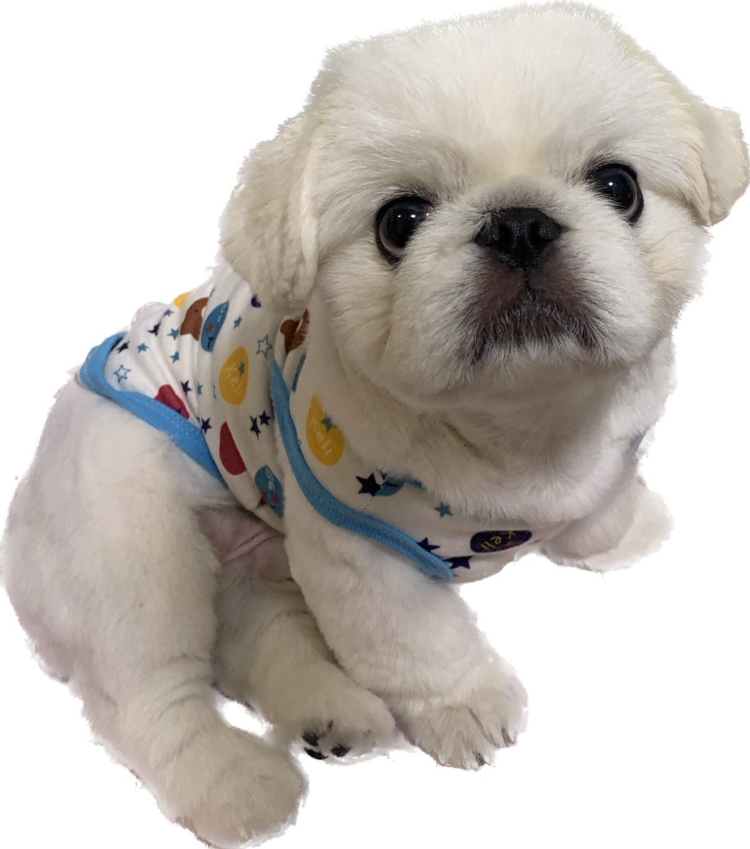 shinyuri0106's tweet image. ぎゃーーー！！
うちの子が！！
うちの子に限って！！
親バカ炸裂wwwww
モデル事務所は！あの‼️
#pet
#petmodel 
#ペットモデル