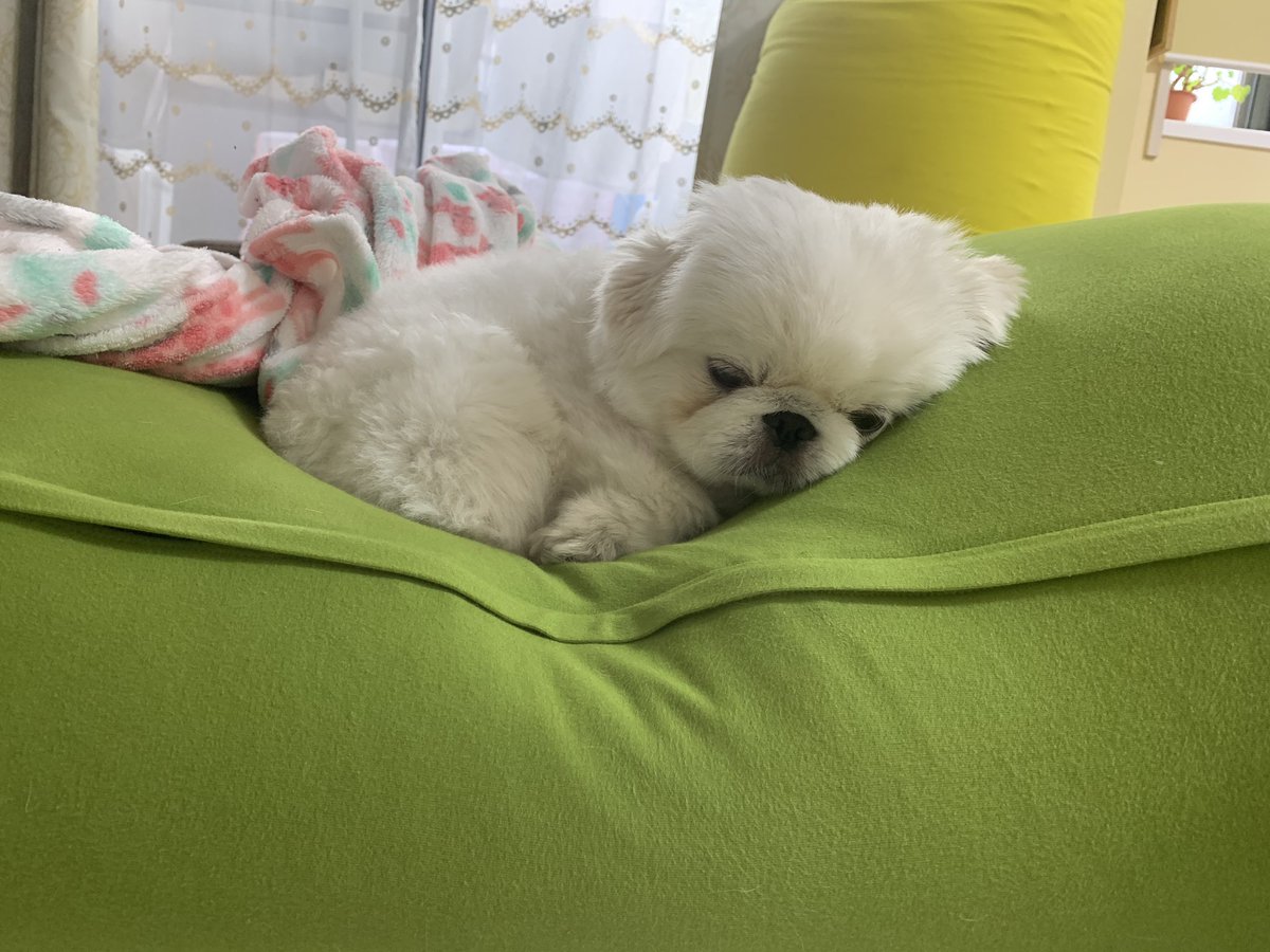 shinyuri0106's tweet image. ぎゃーーー！！
うちの子が！！
うちの子に限って！！
親バカ炸裂wwwww
モデル事務所は！あの‼️
#pet
#petmodel 
#ペットモデル