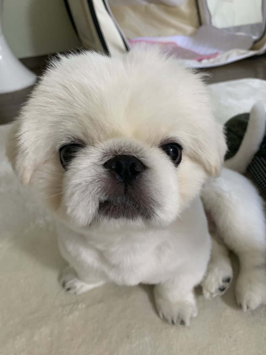 shinyuri0106's tweet image. ぎゃーーー！！
うちの子が！！
うちの子に限って！！
親バカ炸裂wwwww
モデル事務所は！あの‼️
#pet
#petmodel 
#ペットモデル