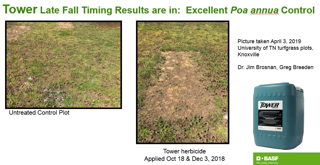scwaltzy's tweet image. Stressed about Poa try @BASFTurf_us Tower Herbicide applied twice in the Fall 5-6 weeks apart will do the trick and say bye bye to Poa.  Can also use Freehand granular herbicide to get up close to green surrounds!!!  Best time of year to save!!!
