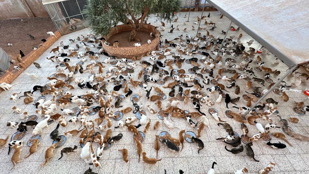 theAleppoCatmen's tweet photo. A day without war is a day to celebrate at Ernesto’s sanctuary in Syria. https://t.co/zFBiO1Gx7Z