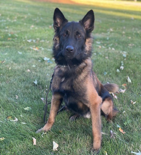 cityofnovi's tweet photo. Meet James, the newest @novipolice K-9 officer, who is ready to sniff out crime and protect our community. Wish this 13-month-old luck as he tackles academy training with his handler, Officer Daisley, and becomes Novi's first bomb detection K-9. 

Welcome to Novi, James! https://t.co/BQFnCKQV4h