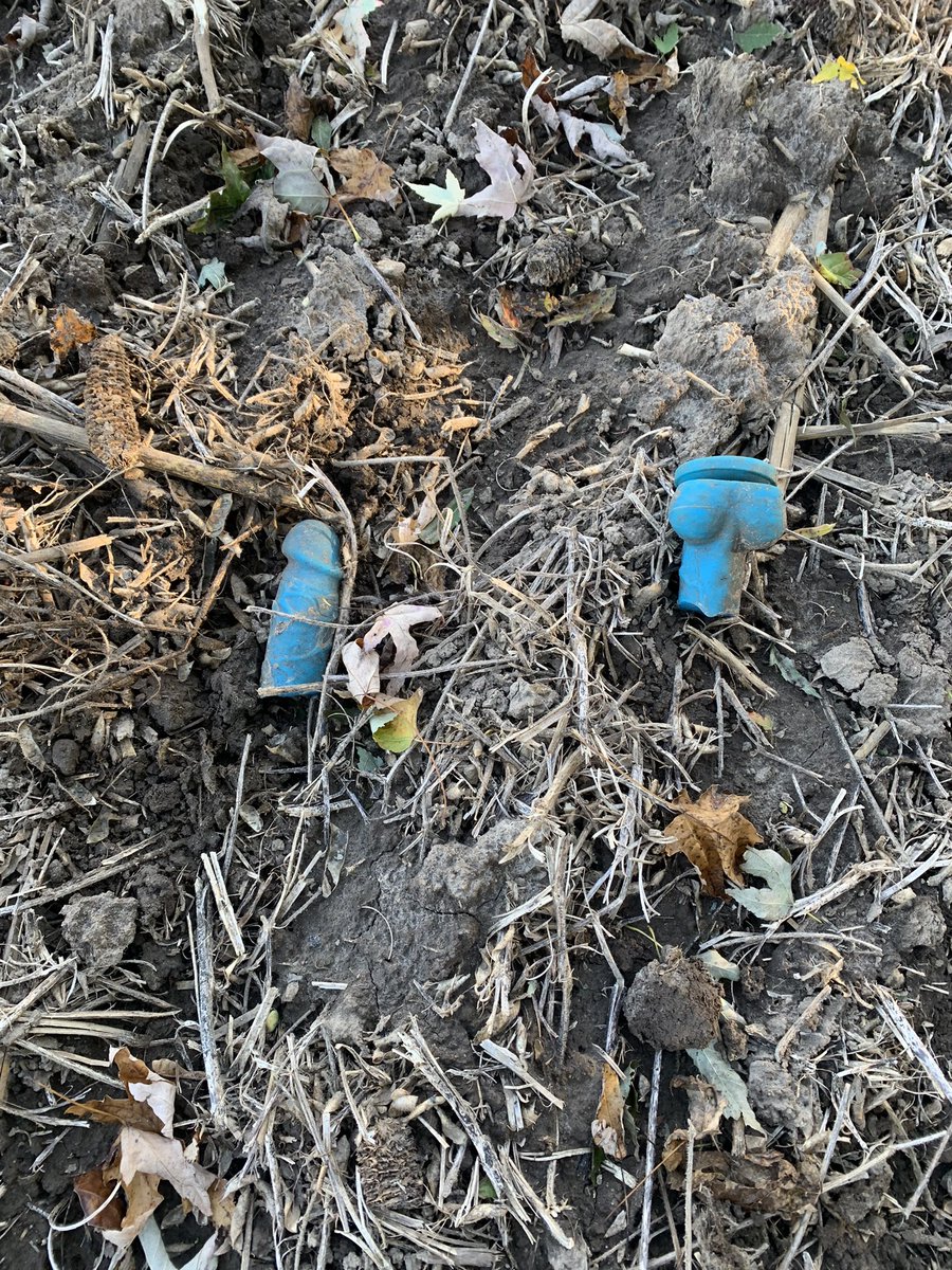 kevin_buchner's tweet photo. Wellll not exactly what I expected to find on my crop scouting walk. There’s a joke in here somewhere. https://t.co/26KAKupakZ