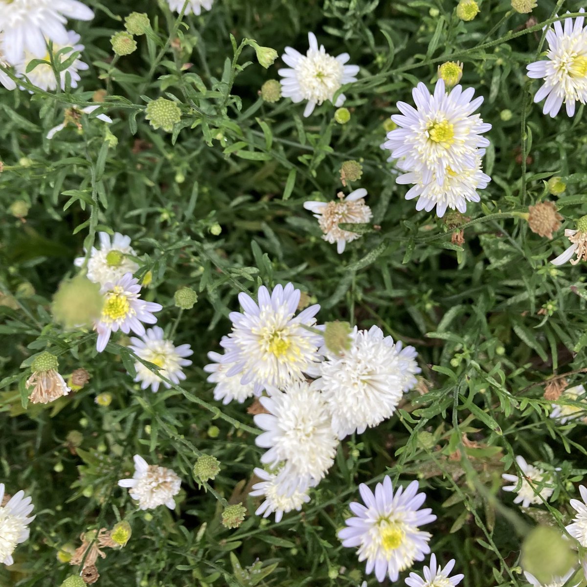 CollieCrusader's tweet photo. The #collieflower says mums the word. https://t.co/i0u14hFDea