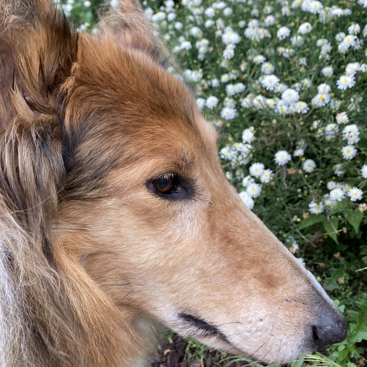 CollieCrusader's tweet photo. The #collieflower says mums the word. https://t.co/i0u14hFDea