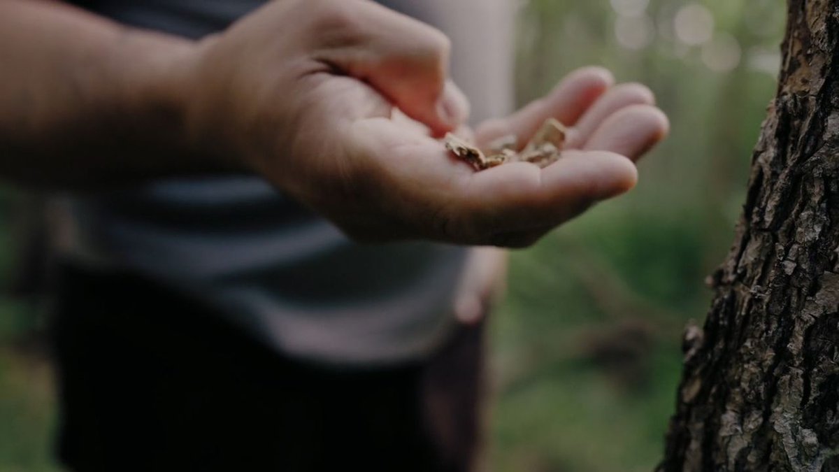 emergence_zine's tweet photo. Around the world, scores of species of trees are moving north, or west, or upslope. What is at stake as the forests change around us? Explore this week’s story from Shifting Landscapes, “They Carry Us With Them,” by @ChelseaScudder and @Jeremy_Seifert. https://t.co/Mi8iHfUf1W https://t.co/vS5wAt4hPo
