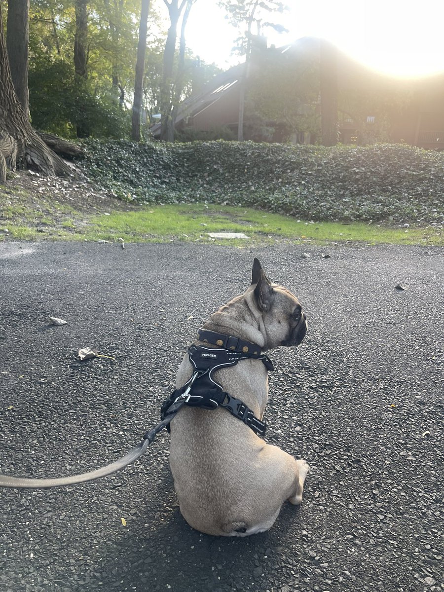 rachelwilkinsb's tweet photo. A little tree time with my guy before tonight’s big class 🌲
#touchtrees https://t.co/Nh2PWfUU3d