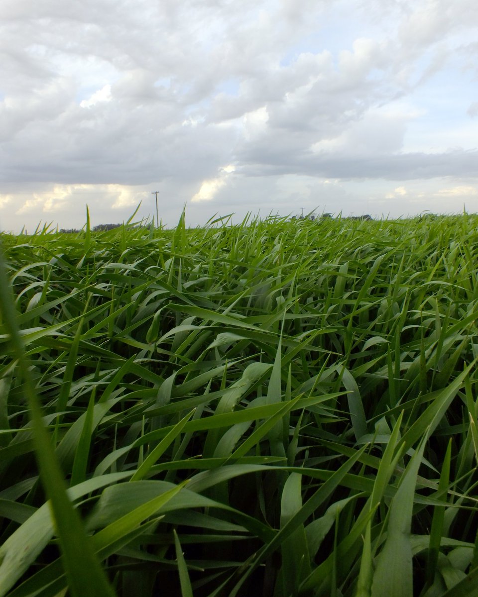 CebadaCervecera's tweet photo. 🍺 Y pronto serás #Cerveza...

👍 Viene bien la #Cebada🌾 Montoya en #Necochea 👏

👉 Podés ver toda la información actualizada de producción y mercados en https://t.co/WIv3ENNl0V

@juan_iriberri https://t.co/Z7fpm9thqg