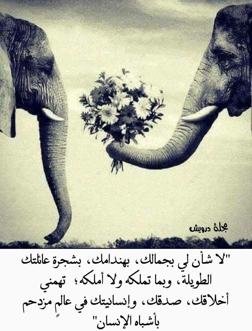 صقر اليمن الحر (@freeyemenfalcon) on Twitter photo 