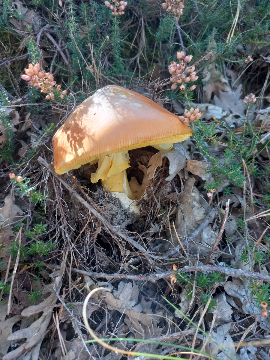 CharlesVillanu1's tweet photo. Amanira de los Césares https://t.co/Qdv2D5yiYt