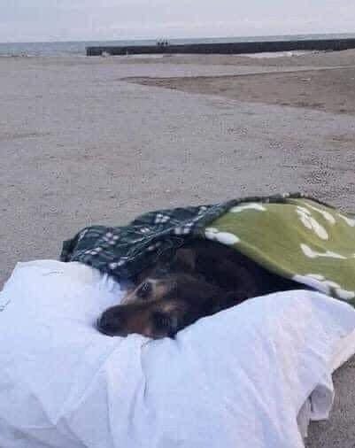 Dalbodog's tweet photo. Farewell in love . This dog, named Greta, had arrived at the last day of her life at the age of 15 years and ended with a serious illness. The owner took them to the place where they both were happiest together. Her favorite beach. In her last hour, he caressed her fur and gently talked to her, told about her adventures together and how much he loved her, he did not leave her alone until her last breath on this world. This is how loyalty goes to a beloved animal until the end. ❤

Credit: Original Owner
Follow Us
