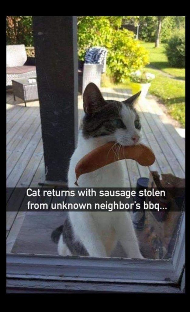 I can totally imagine my kitty doing this – would yours?