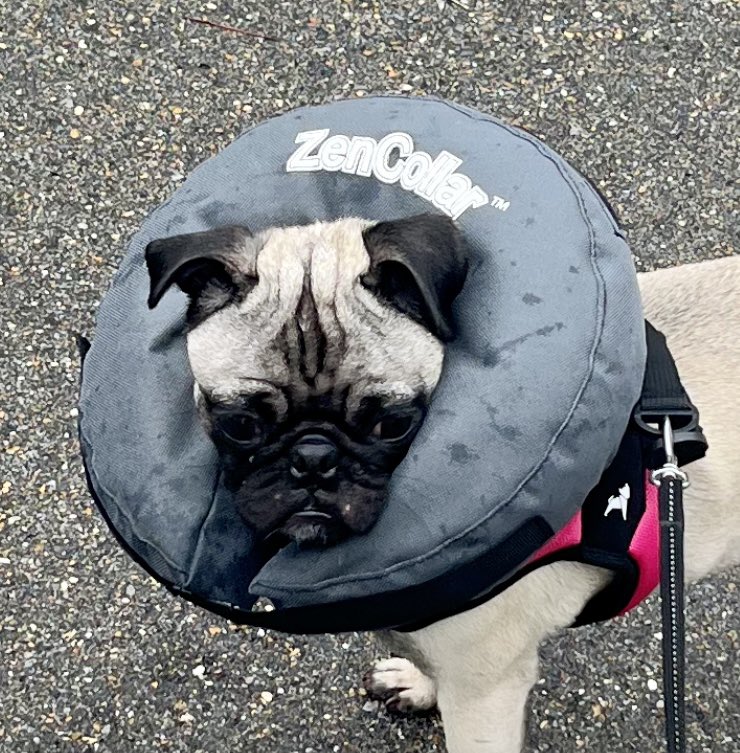 James A York MD tweet media