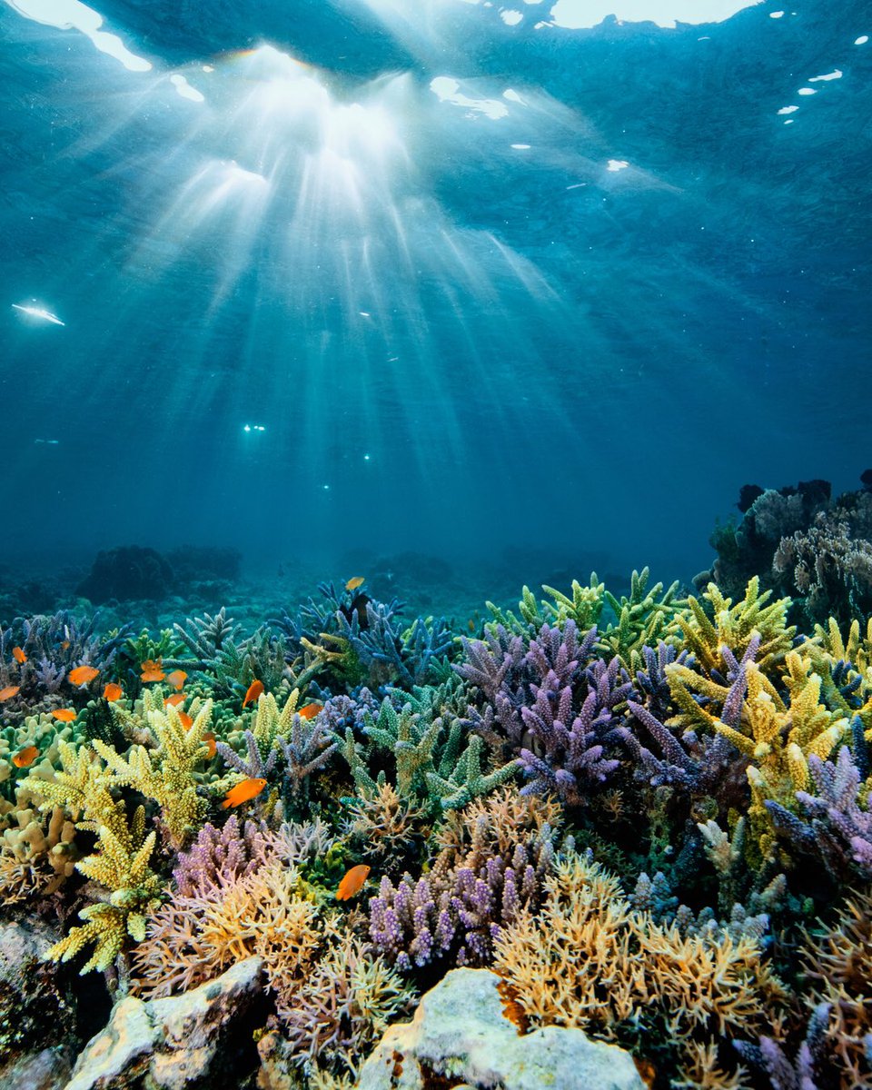 AquaLungJapan's tweet photo. かつてダイナマイト漁などで荒らされた珊瑚礁が再び繁栄しています🙌。
🌊 一緒に、海に彩りを与えよう!
#aqualungdivers #beyondtheexpected
📸 Martin Colognoli & Coco Tamlyn https://t.co/zUYZtqbHSh