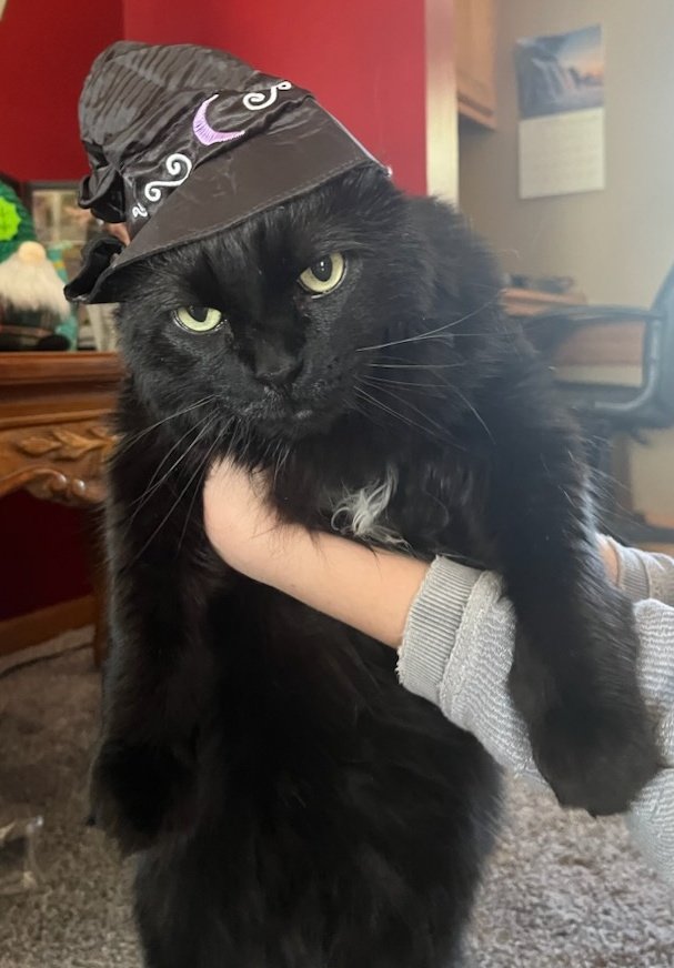 NicoleKerwin's tweet photo. @bluebuffalo Clearly my cat doesn't want to be a witch for #BLUEHalloween https://t.co/qb7Ni64hI1
