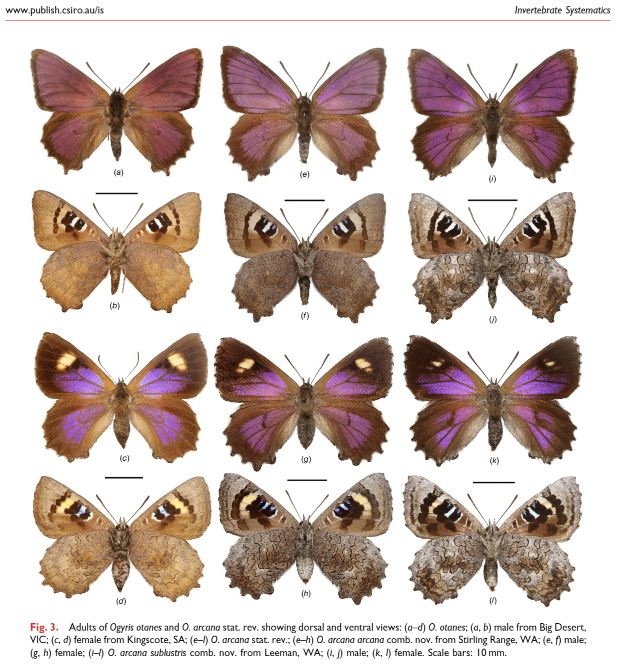 New paper out on the systematics of the Dark Purple Azure butterflies 🥰
researchgate.net/publication/37…