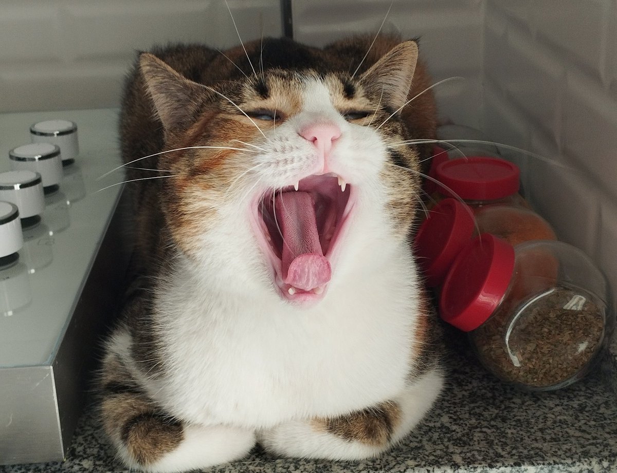 Seleme cenemeler weeeeee0000000wwwwwww

#kedi #kediler #Caturday #CatholicTwitter #cats #catgirl