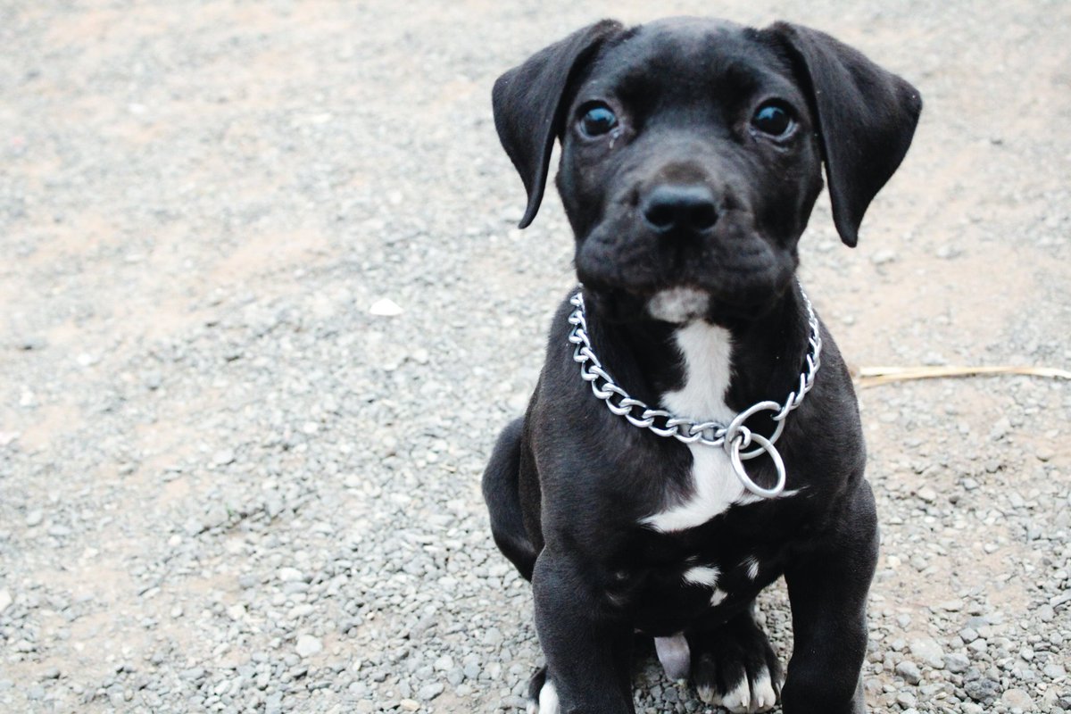 Lofelo_Fxlo's tweet photo. @amanduregan @hdkennel @Baymasconstruct @walexywalexy @ThePetstop_ @RalphFatboi It's beautiful. I've recently fell in love with the breed cause I have my first 1. The others are Rottweilers and German Sheppards. So I've been doing some research on this breed too https://t.co/O3sNn7I53N