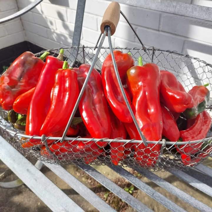 Our red peppers are still cropping well in October!! Don't they look fantastic?! 🫑🫑

Grown peat free these plants have thrived and continue to produce bright, tasty peppers!

Are you planning to grow peat free in 2024?!

#growpeatfree #growyourown #peatfree #peppers
