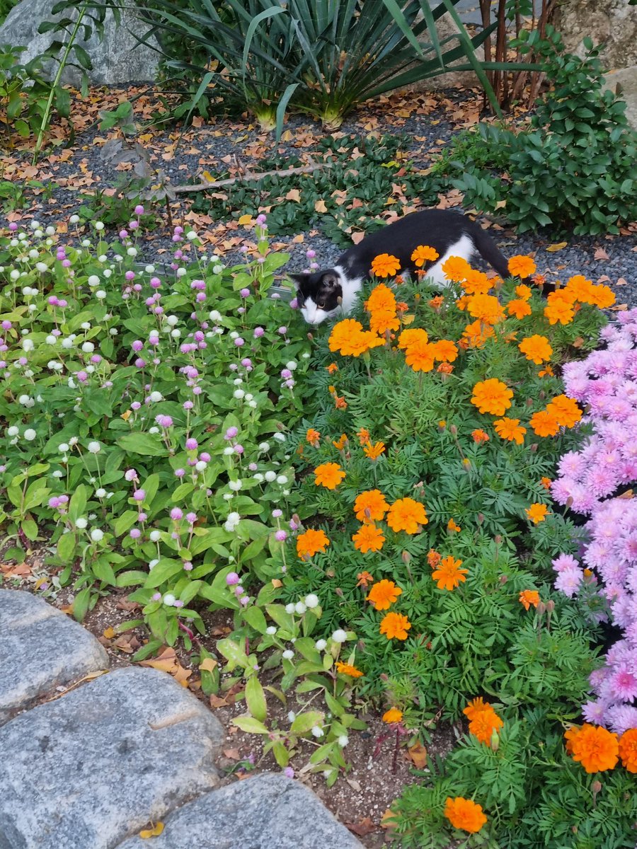 전동성당 새벽미사 드리고 돌아오는길 만난 꽃냥이 🌼 🐱 
박각시나방은 너도 신기해하는구낭 ㅎ