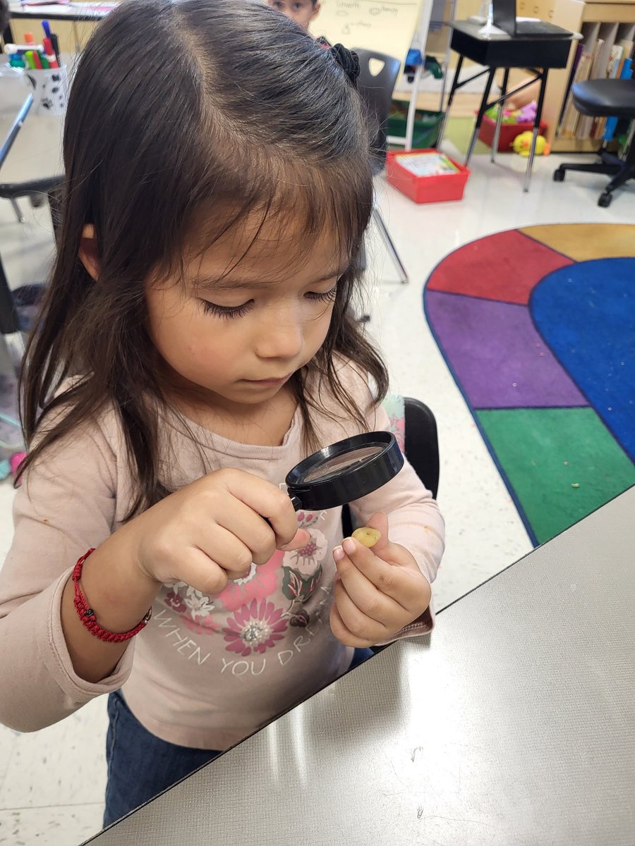 GisetKing's tweet image. Rocks rock! We started our rocks  unit. Students observed  rocks  and used words related with size, color and texture  to describe the rocks.
#prekscience #duallanguage