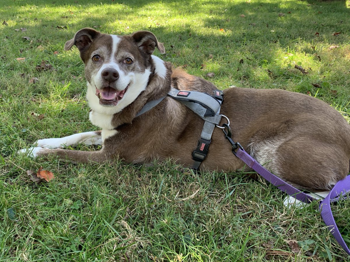 erick_ferris's tweet image. Miss Praline enjoying a #Pawfect Fall Day! 🫶🐾🍃