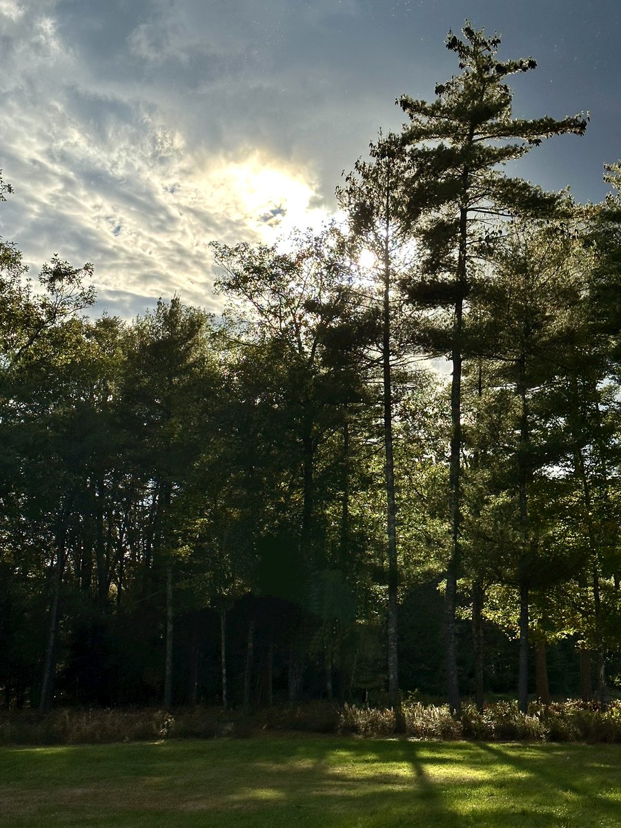 Wool_Witch's tweet photo. Sun in the trees. Porter, Maine. #photography #NaturePhotography #NaturePhoto #landscapephotography #photographylovers #PhotographyIsArt https://t.co/W1FHdUbarU