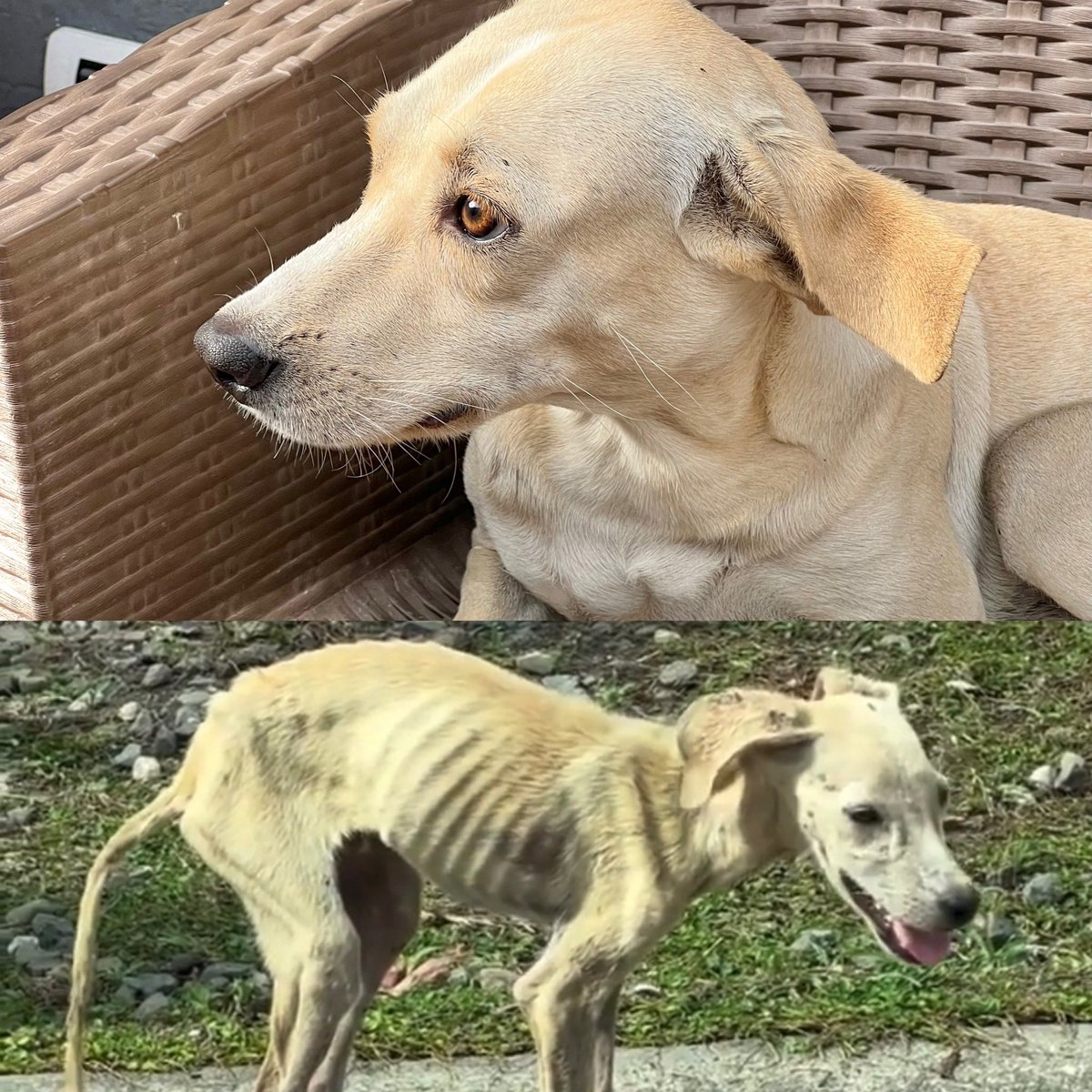 Mi pequeño 🐕 cada día luce mejor 😍