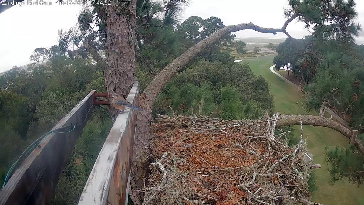 17:44, 10/12   A break in those blustery winds and we see an Eastern Bluebird on the cam support