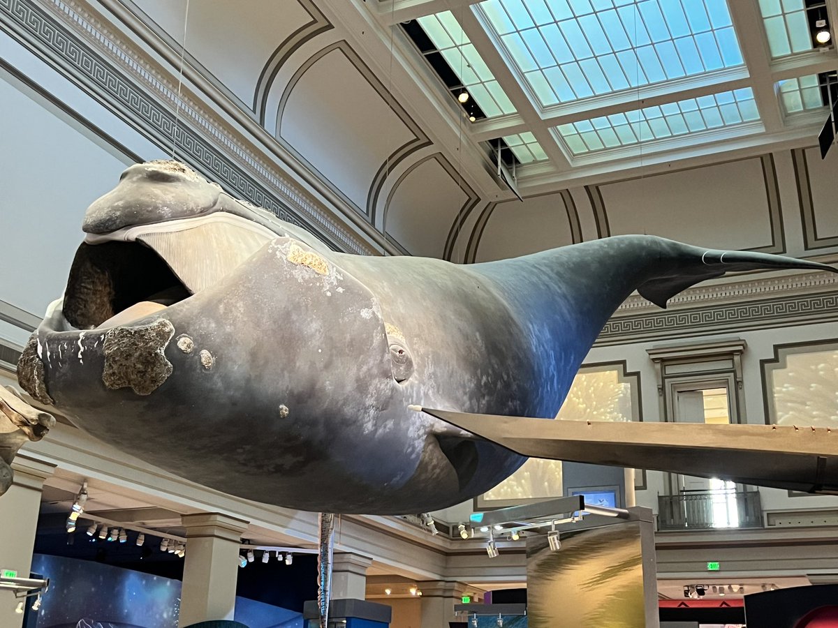 Museum of Natural History- Hope Diamond was a highlight. It is 45.52 carats and worth $350 million dollars. It is also cursed. #HyattsDC2023