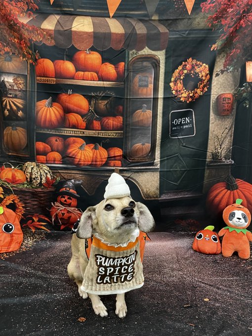 I present to y'all,  my cute Lil Pupkin Spice Latte. (It was party day at the petshotel....but I miss