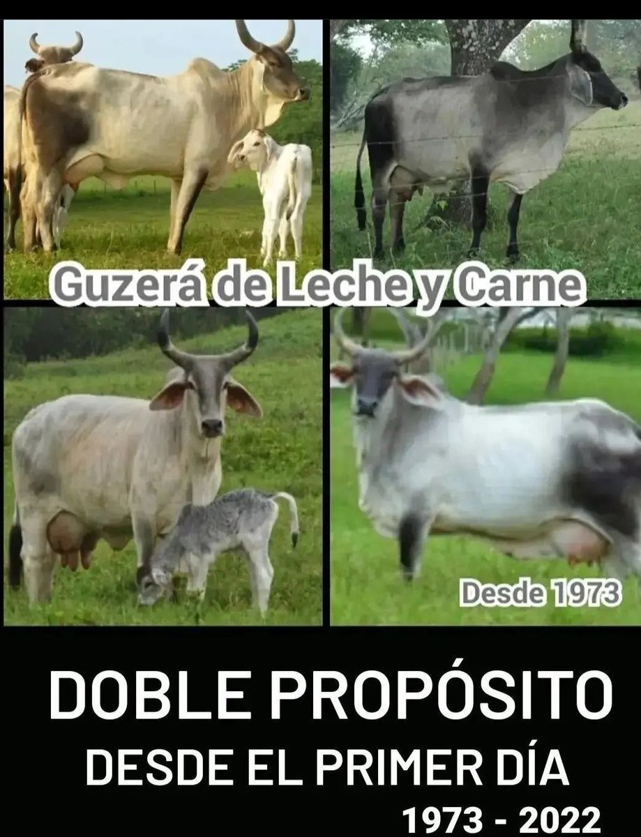 HAY NOVILLAS GUZERA DE ESTA GENÉTICA  

Criamos ganado Guzerá DOBLE PROPÓSITO desde 1973.  Tel: 0414-9210724   

Instagram: @ganadof1