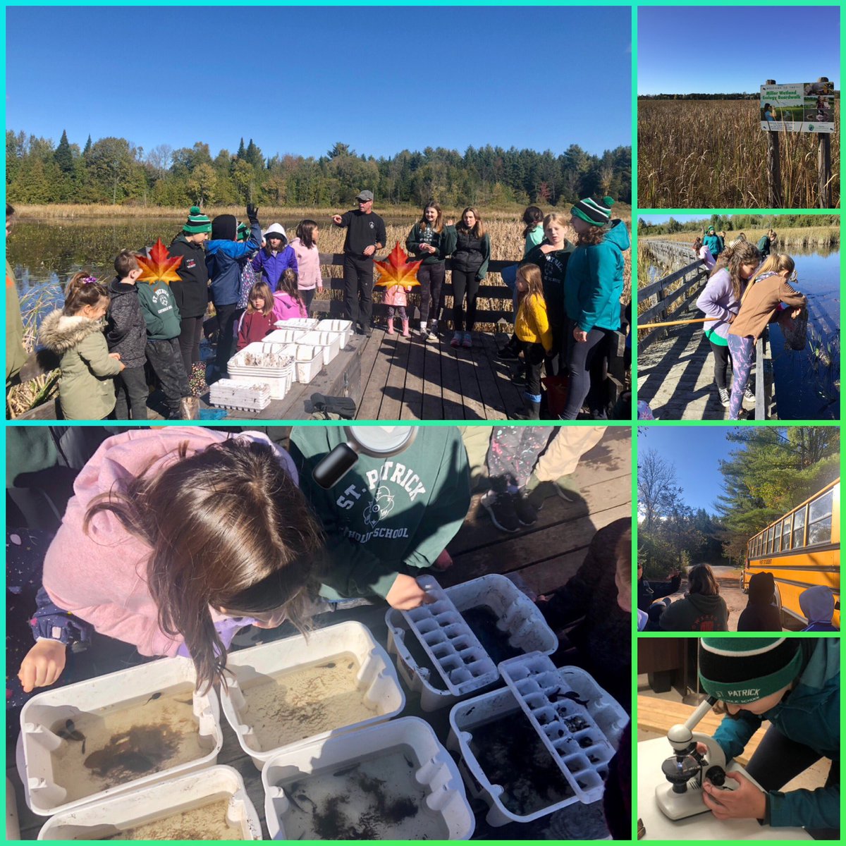MsAveryKent's tweet image. St. Patrick student scientists today during our adventure at the @HRFrinkCentre - a sunny, fall day full of insect and amphibian investigation, inquiry questions, microscope exploration and STEAM Team cooperation. 🦎🔍🔬#BlessedBeyondBelief #StudentsinSTEM #ScienceRocks