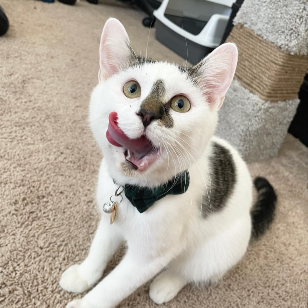 pucvm's tweet photo. Pumpkin Spice everything = YUM!
Happy October #PVMFamily!
#CatsofPurdue @lifeatpurdue https://t.co/D141TFSYCc